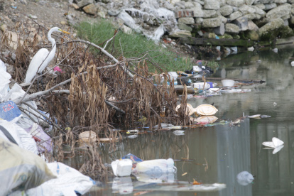 Especie. Una garza en medio de la basura en el estero Mogollón, parece que ve con tristeza lo contaminado que está su entorno.