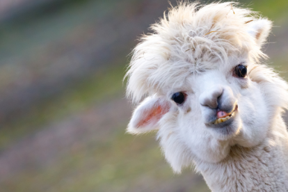 La alpaca es una especie doméstica de mamífero artiodáctilo de la familia Camelidae.