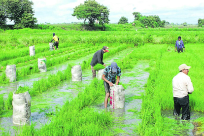 El sector agrícola y pecuario, el que más incide en las cifras de morosidad de BanEcuador.
