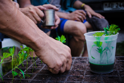 Fotografía cedida por la Red de Usuarios de Drogas y Consumidores de Cannabis del Uruguay hoy, jueves 30 de enero de 2014, de un cultivo de marihuana en Montevideo (Uruguay).