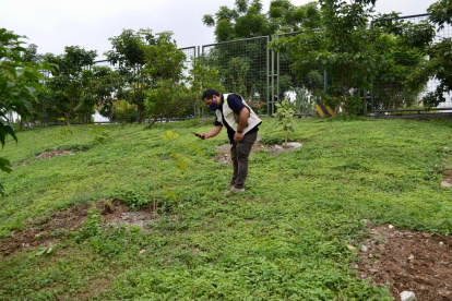 Hecho. Un total de 750 árboles fueron sembrados.