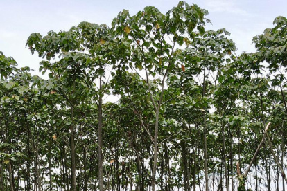 En 2018, la balsa representó el 21 % de las exportaciones en la industria maderera. En 2020 llegó al 66 %.