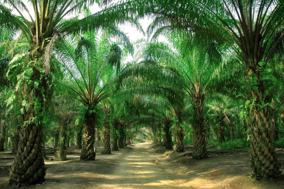 Los productores esperan créditos de largo plazo, ya que a partir del quinto año de producción se empieza a recuperar la inversión.