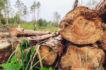 La balsa se ha convertido en el nuevo oro en disputa.