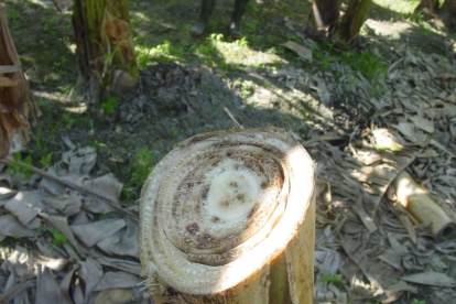 Los cortes en el seudotallo permiten ver cómo está por dentro la planta