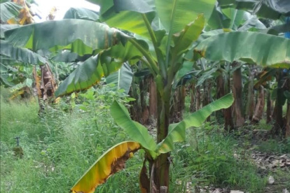 En Venezuela se presume está el Fusarium, como el Perú y Colombia.