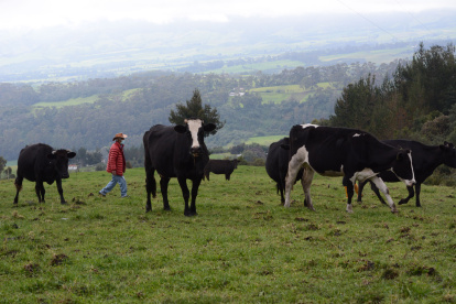 Un problema que ha tenido que enfrentar el sector ganadero es la falta de insumos. 

 Quito 29 de Abril de 2021 Agencia(ag-extra ag-expreso-ag-quito) Gustavo Guaman