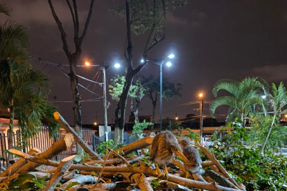 Causa. La poda se ejecutó en una área verde de la ciudadela Guayacanes, al norte.