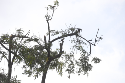 Trabajo. Así quedaron los árboles luego de la poda que se realizó en un parque de la ciudadela Guayacanes, al norte.