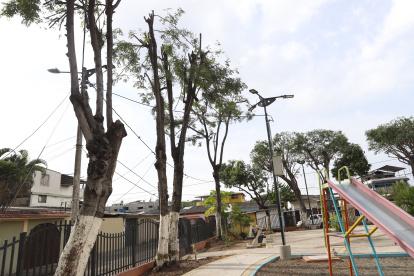 Hecho. La semana anterior se registró la poda mal realizada en uno de los parques de la ciudadela Guayacanes. Cinco polluelos fueron rescatados.