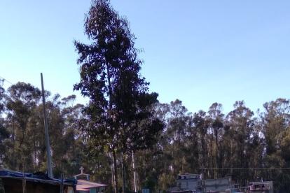 Las casas irregulares se han duplicado en el bosque.