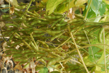 Ecuador apenas produce 50.000 toneladas de soya. La industria necesita 1,2 millones aproximadamente.