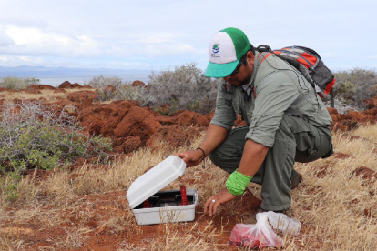 Un guardaparque monitorea los resultados del plan para desratizar la isla.
