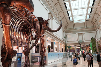 Se puede ver el esqueleto de un mamut