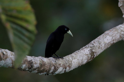 Fotografía de un pájaro cacique lomiescarlata (Cacicus microrhynchus) tomada desde el Canopy Tower, en el Parque Soberanía de Ciudad de Panamá (Panamá). EFE/ Bienvenido Velasco