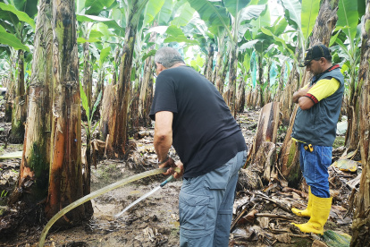 El fortalecimiento del sistema radicular ayuda a prevenir cualquier enfermedad.