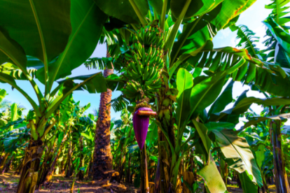 La cepa R4T puede destruir plantaciones de banano, se transmite a través del suelo y actualmente no existe ningún tratamiento para erradicarlo.