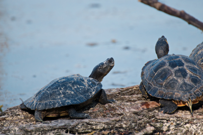 El acusado fue sentenciado a un pago de indemnización para la "reparación integral del daño causado a la víctima", en un monto establecido de 639.100 dólares.