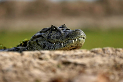 un caiman tenía en zozobra a los comensales de un restaurante.