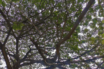 Los árboles de la zona están afectados con pulgón.