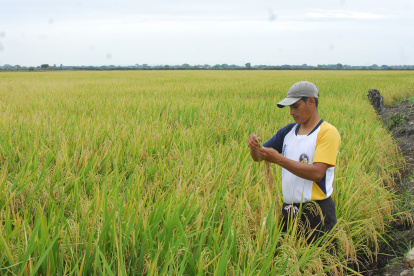 En Santa Lucía y Daule están los productores más eficentes, sobre todo en las zonas donde tienen sistema de riego, que les permite producir durante todo el año.