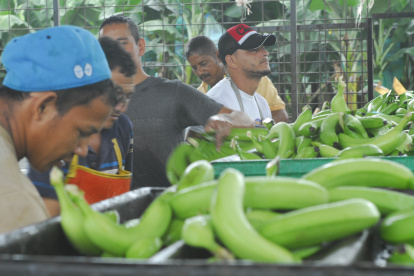 El sector privado, como el bananero, no paró durante los días críticos de la pandemia.