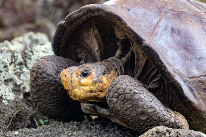 Fotografía sin fecha cedida por la Dirección del Parque Nacional Galápagos (PNG), de la tortuga Chelonisis phantasticus.