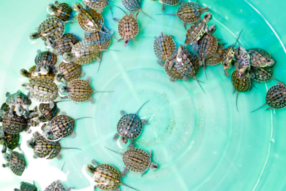 Los ejemplares de las tortugas recién nacidas pertenecían a la especie Podocnemis unifilis.