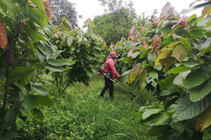 Más de 327.000 toneladas de cacao se produjeron en 2020, es decir, 92.700 más que durante el 2018, según el Instituto de Estadística.
