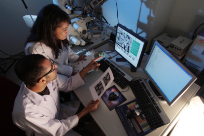 Los virus se reproducen inyectando su genoma en una célula y secuestrando la maquinaria celular, pero las células modificadas no pueden leer ciertos codones del genoma de los virus, lo que les impide replicarse.