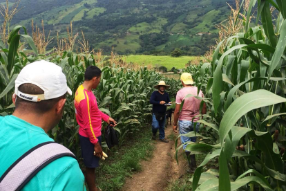 Agricultores del país aseguran sus plantaciones para no sufrir mayores pérdidas.
