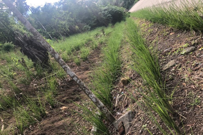 La estabilización de taludes con plantas vetiver, en un tramo de la Ruta del Spondylus, está concluido