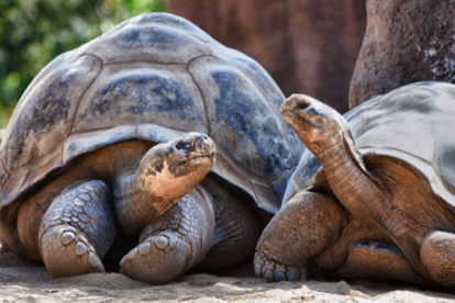 Las tortugas Galápagos son el principal atractivo de las Islas Encantadas.