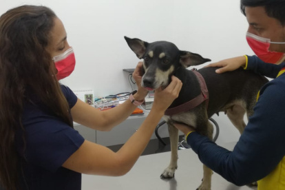 Las fundaciones entregan al animal en adopción, cuando el postulante cumple con todos los requisitos.