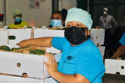 Envíos. La firma espera despachar 200.000 kilos hasta fines de año.