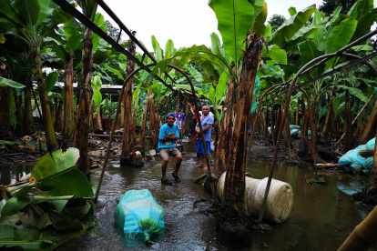 En El Oro está el 41% de los productores de banano, pero la ayuda en el  lugar llega a cuentagotas.