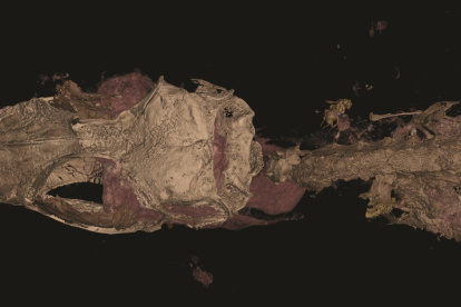 El dinosaurio aviano, en realidad, era un lagarto.