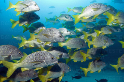 Siguen descubriendo nuevas especies en Galápagos.