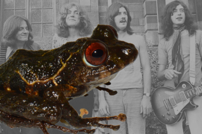 La nueva especie se caracteriza por tener la piel del dorso y de los flancos finamente tuberculada.