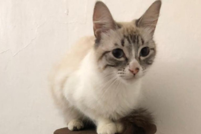 Las gatitas se encuentran en buenas condiciones y se les busca un nuevo hogar.