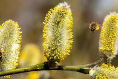 El polen es conductor del virus que produce la enfermedad del Sars-cov-2, según una investigación.