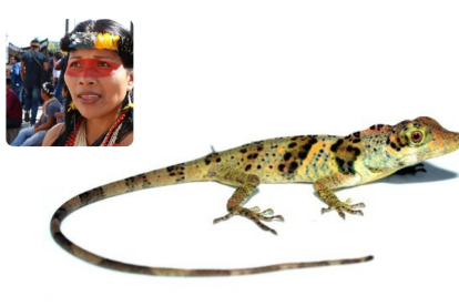 La lagartija, denominada Anolis nemonteae, fue localizada en las vertientes del Pacífico de los Andes, en el suroeste de Ecuador, a elevaciones entre 372 y 1.000 metros.