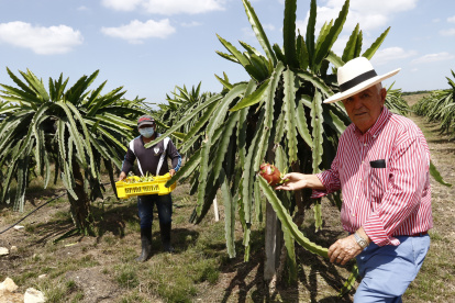 PRESIDENTE DE SUMESA ING JORGE GARCIA MUESTRA LOS CULTIVOS DE PITAJAYA EN EL SECTOR DE CHONGON/JIMMY NEGRETE/GUAYAQUIL-ECUADOR