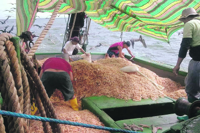 Este es el punto principal de desembarque de esta especie. La formalización del sector busca definir su aporte y los volúmenes de captura.