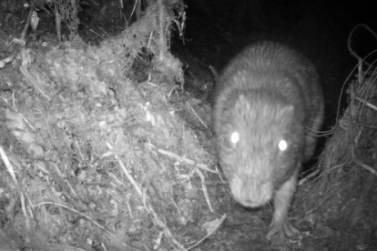 Una especie captada en plena oscuridad dentro del área protegida.