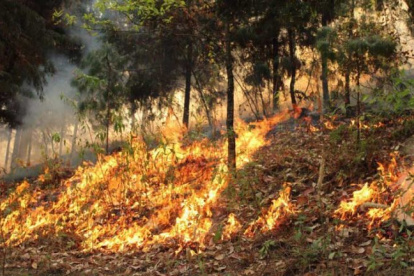Los incendios forestales afectan enormemente la biodiversidad de la Amazonía.