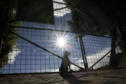 Espacios. Los perritos cuentan con sus patios delimitados para que puedan compartir sin que se hagan daño.