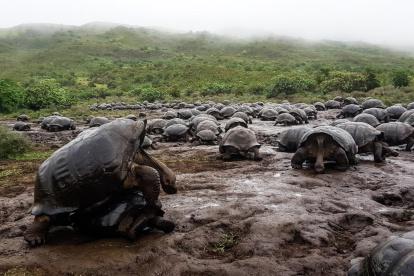 La fauna y flora del Parque Nacional Galápagos son únicas.
