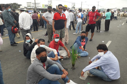 Agricultores llevan una mata de arroz de transplante como señal de protesta por la caída de los precios del grano.