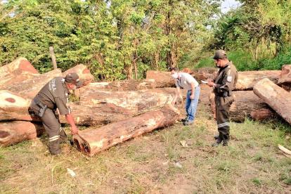 Entre las especies forestales retenidas están maderas: samán, teca y balsa.